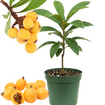 Loquat Tree Live Plant, 5 to 9'' Tall, Live Loquat Plant Tree Pot, Cold Hardy Garden, No Ship to CA