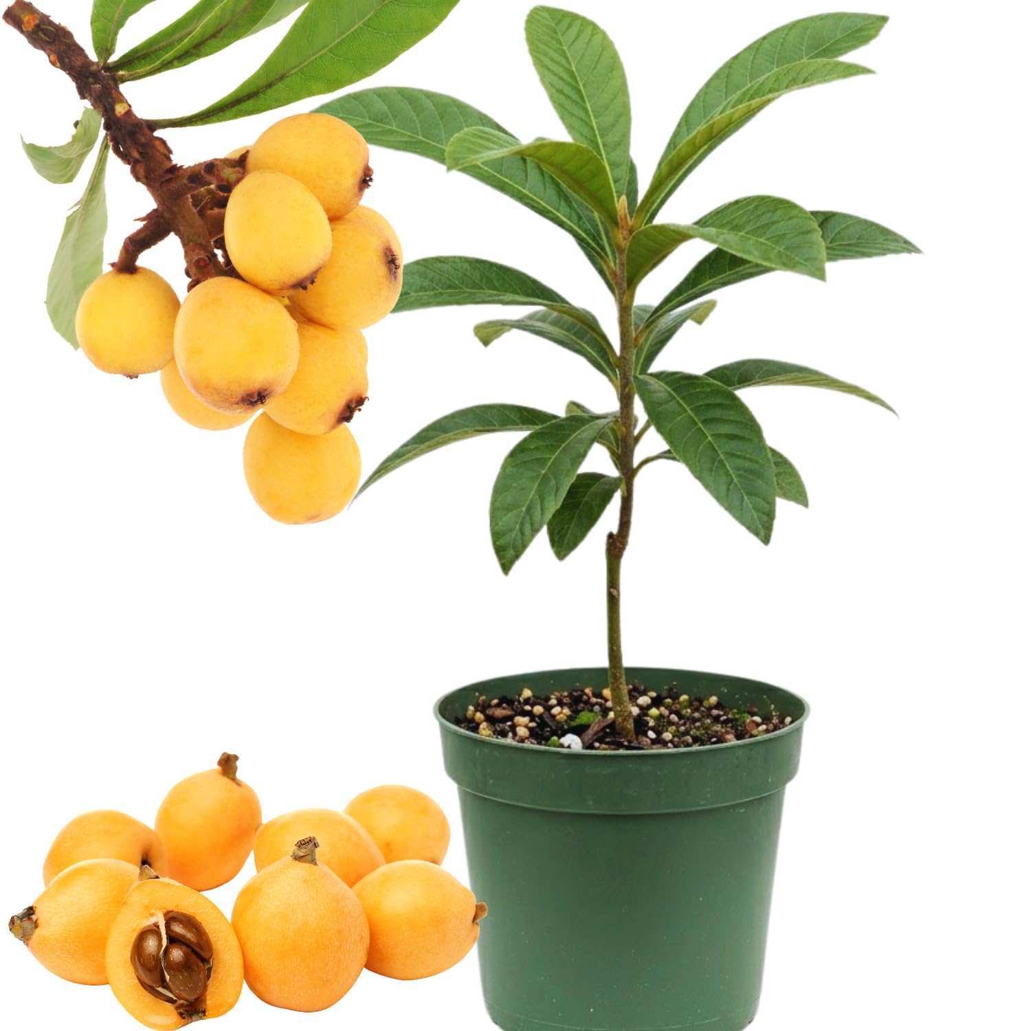 Loquat Tree Live Plant, 5 to 9'' Tall, Live Loquat Plant Tree Pot, Cold Hardy Garden, No Ship to CA