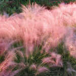 2 Pink Muhly Grass Plants Live, 5-9 Inch Tall Hardy Ornamental Grass Live Plants for Landscaping and Borders