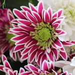 Chrysanthemum Plants Live 4 to 7 Inch Tall, Mums Live Plants, Vibrant Perennial Mum Plant for Planting in Garden (White Pink)