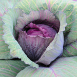 Red Cabbage Plants Live for Planting, 4 Inch Pot, Vegetable Cabbage Plants, Easy Care Plant for Outdoor Home Garden