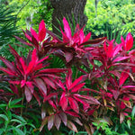 4 Giant Cordyline Red Sister Ti Plants Live, Hawaiian Red Ti Leaf Plants, Red Cordyline Plant Live 4 to 6 Inch Height