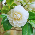 White Camellia Plant Live, Camellia Japonica Tree, 5 to 10 Inc Tall, Flower Bush Plant Pot, 4 Inc