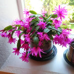 Easter Cactus Plants Live, Vibrant Color, Size 5-9" in Tall, No Pot, Spring Bloom Housplant Indoor Outdoor Succulent Cacti (Pink)