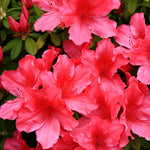 Live Azalea Plant, Hardy Rhododendron Flowering Shrub, 10 Inches Tall for Growing (Red)