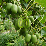 Set of 3 Hardy Kiwi Vine Plants Live, 4-6 Inch Tall, Cold Hardy Kiwi Tree Starter Plants for Outdoor Growing