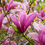 Set of 2 Magnolia Trees Live, 8-12 Inches Tall Cuttings Hardy Fragrant Flowering Magnolia Plants for Outdoor Garden (Ann Magnolia)