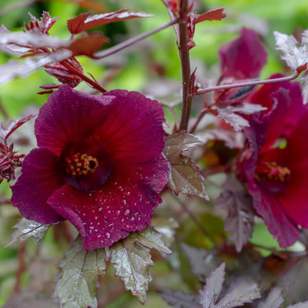4 Hardy Hibiscus Plants Live, Cranberry Hibiscus Flowers Plants, 4 to 7 Inc Long Live Plant