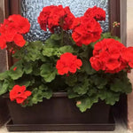 4 Red Geranium Plants Live, No Pot, Geranium Live Plants from 5 Inc Tall Starter Plants
