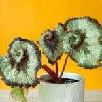 Live Begonia Plant, Indoor Flowering Houseplant, 4-8 Inches Tall, for Indoor or Outdoor Gardens (Silver Foliage)