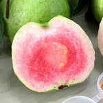 Pink Guava Tree Live Plant Starter Size, 7-12" in Tall, Outdoor Tropical Fruit Tree Fragrant and Sweet, Dormant in Winter