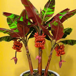Zebrina Banana Plant Tree Live, Cold Hardy 4-7" in Tall, No Pot, Outdoor Spring Planting, Rare and Sweet Banana Plants