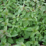 3 Peppermint Plants, Live Mint Plants, 3-5'' Tall, Herb for Outdoor and Indoor Planting