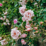New Dawn Climbing Rose Live Plant Well Rooted, No Leaf, Ready to Plant Indoor Outdoor, Climber Rose Bush, Hybrid Tea Rose Like, Very Fragrant, Long Bloomer (Light Pink)
