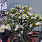 Adenium Desert Rose Plant Live, Desert Rose Live Plant, Succulent Plants from 4 to 7 Inch Long, Gardening Indoor Outdoor (White)