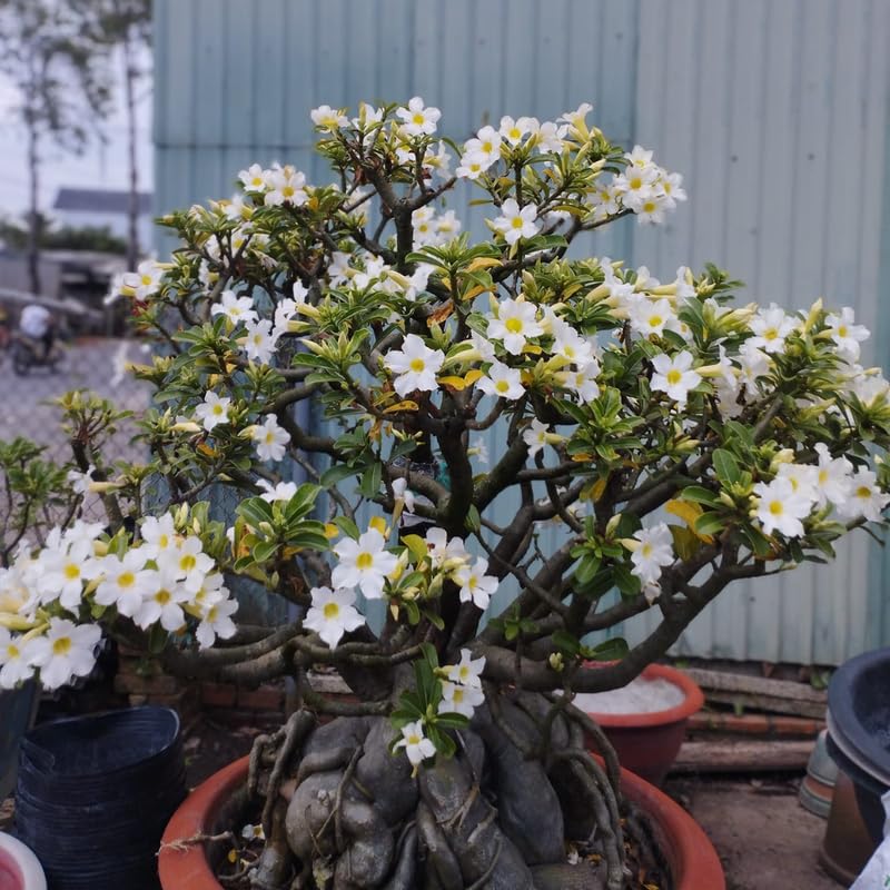 Desert Rose Plant Live, Adenium Desert Rose Plant Live, Perennial Flower Plants, 4-7 Inch Tall (White)