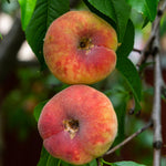Donut Peach Live Plant, Outdoor Garden Fruit Tree, 1-2 Ft Tall