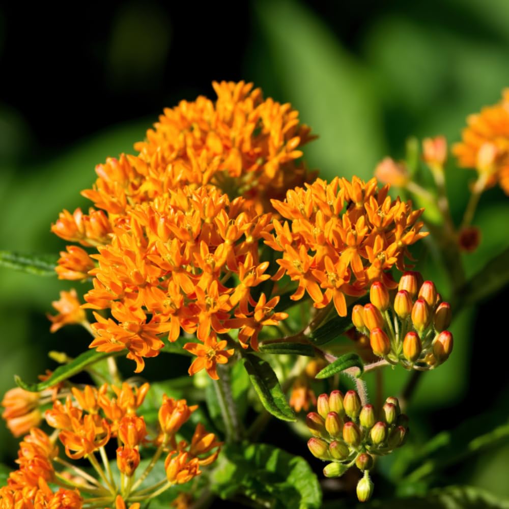 2 Orange Milkweed Plants Live, 5-8 Inch Tall, Butterfly Milkweed Asclepias Tuberosa Plant for Perennial Flower