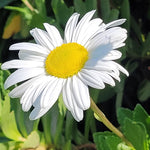 White Daisy Live Plant, Daisy Flowers Plants Live for Outdoor Garden, 3 to 6 Inch Tall