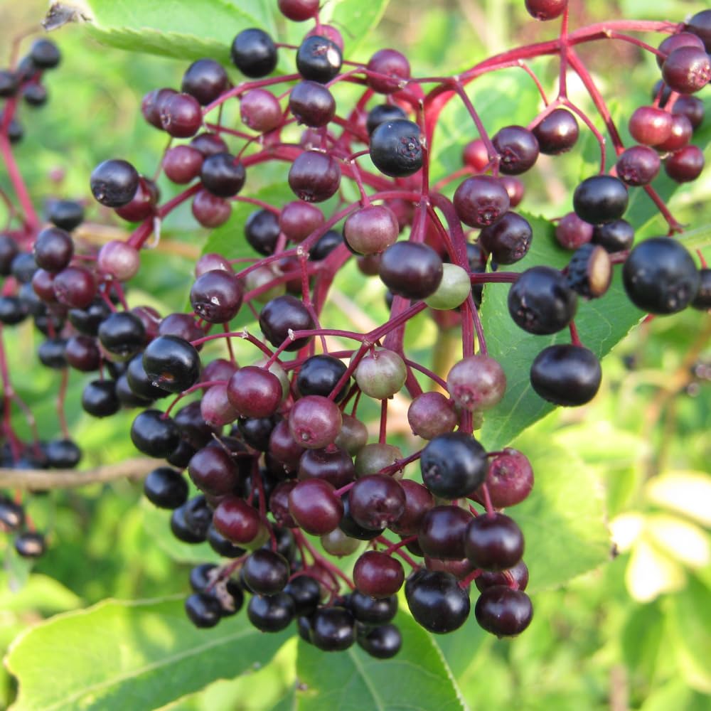 Black Elderberry Bush Live Plant, Berry Shrub, 8-12 Inch Tall