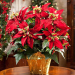 2 Multi Varieties Poinsettia Plants Live, Random Poinsettia Flowers for Holiday Christmas Gift, Decoration Houseplant 5-10" in Tall, No Pot
