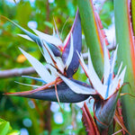 Bird of Paradise Live Plant, Strelitzia Reginae Plant Live Tropical Perennial Blooming, Houseplant Decor Indoor Outdoor (White)