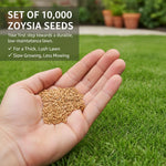 Set 10000 Zoysia Grass Seeds for Lawn, Zoysia Grass Seeds, Lawngrass Seed for Outdoor Gardening