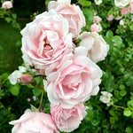 Climbing Roses Live Plants, Well Rooted 5-9" Tall, No Leaf, Ready to Plant Indoor Outdoor, Climber Rose Bush, Hybrid Tea Rose Like, Very Fragrant, Long Bloomer (New Dawn Pink)