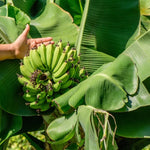 Banana Plant Live, Dwarf Cavendish Banana Tree Live Plant, Hardy Banana Fruit Seedling 4 to 8 Inch Tall, Indoor Outdoor