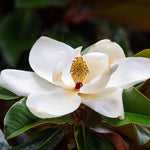 Magnolia Plant Live 6 to 12 Inches Tall, in 2.5 Inches Pot, Magnolia Tree Live Plant, Fragrant Magnolia Flowers (Southern Magnolia)