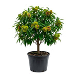 Chestnut Tree Live Plant, Edible Chestnut Tree, 6-12 Inch Tall
