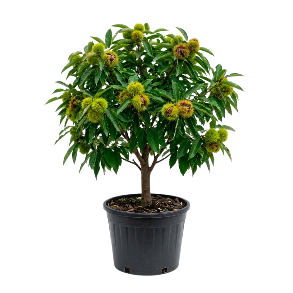 Chestnut Tree Live Plant, Edible Chestnut Tree, 6-12 Inch Tall