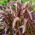 4 Red Purple Fountain Grass Plants Live, Ornamental Grass Live Plants, Purple Grass Great for Borders, Containers, 5-9 Inch Height