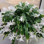 Christmas Cactus Plants Live, Flowering Thanksgiving Cactus with Vibrant Blooms, 4-7'' Tall, Easy-Care Indoor Houseplant (White Blooms)