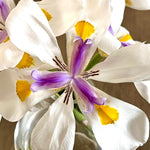 Set 3 African Iris Plants Live, African Iris Plant, 3-5 Inc Tall, Perennial Flowers for Indoor Outdoor Growing