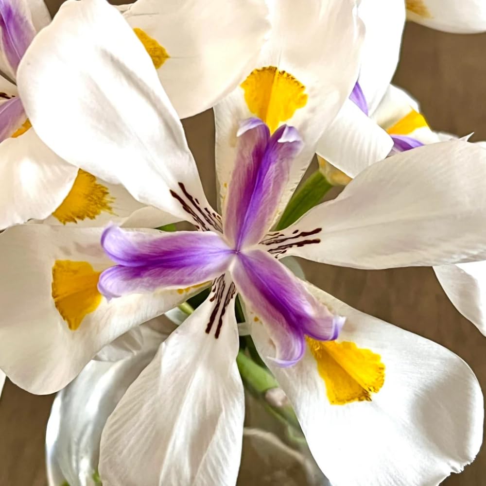 Set 3 African Iris Plants Live, African Iris Plant, 3-5 Inc Tall, Perennial Flowers for Indoor Outdoor Growing