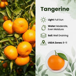 Tangerine Tree Live Plant, 1-2 Feet Tall in 1 Gallon Pot, Sweet Citrus Fruit Tree for Outdoor Garden, Patio, Balcony and Container Growing