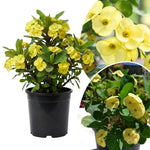 Set 2 Yellow Euphorbia Milii Plants, Crown of Thorns Live Plant, 5-8 Inc Tall, Hardy Euphorbia Flowering Houseplants
