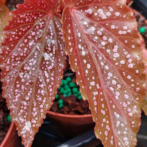 2 Live Begonia Angel Wing Maculata Set, Size 5-9 Inch Tall, Pink Spot Polka Dot Begonia Plants, Indoor Outdoor Decorative Houseplants