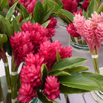1 Pink Ginger Plant Live for Planting 4-9 Inc Height, Hawaiian Ginger Flowers to Grow