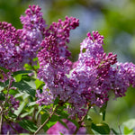 Common Lilac Tree Live Plant for Outdoor Spring Planting, 1 Year Old Tree 6-12" Tall in Quart Pot, Purple Lilac Trees