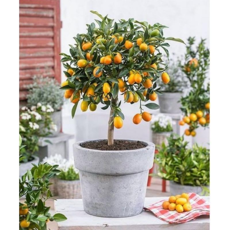 Meiwa Kumquat Tree Live Plant, 2 Years Old Golden Orange Citrus Fruit Tree in 1 Gallon Pot, Indoor Outdoor Patio Container Plant, Zones 8-11