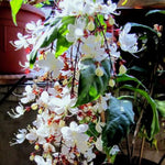 Clerodendrum Wallichii Plant Live, 5-9 Inch Tall White Flowering Clerodendrum Smithianum, Rare Plant for Indoor or Outdoor Growing