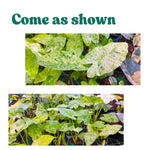 Set 2 Variegated Alocasia Live Plants for Planting, 5 to 7 Inc Tall, Indoor Houseplant Alocasia Plant Live, No Pot, Alocasia Colocasia Taro Plants for House Plants