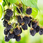 Pack 2 Thornless BlackBerry Plants Live, 4-8 Inch Tall, BlackBerry Bush Live Plant, Sweet Blackberries Fruit Indoor Outdoor (Ouachita BlackBerry)