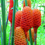 5 Awapuhi Shampoo Ginger Roots, Zingiber Zerumbet Rhizomes for Planting, Tropical Perennial Ginger Plant for Landscaping