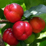 Acerola Barbados Cherry Tree Live Plant, 4-8 Inch Height, Live Barbados Cherry Plant Live to Grow Your Garden, No Pot