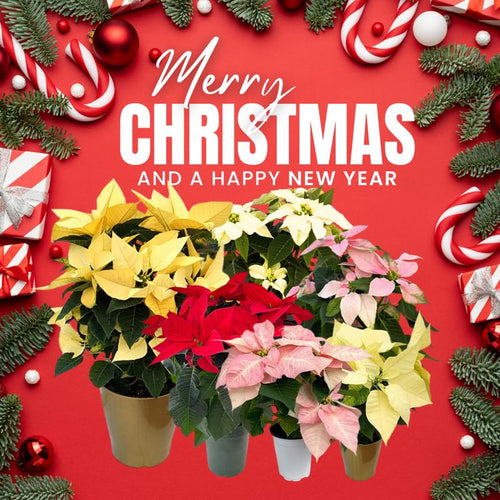 2 Multi Varieties Poinsettia Plants Live, Dwarf Red Poinsettia Flowers for Holiday Christmas Gift, Decoration Houseplant 5-10" in Tall, No Pot
