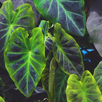 Colocasia Elephant Ears Live Plant, Alocasia Plant, Esculenta Taro Live Houseplant, 5-7 Inc Tall (Dark Leaf, Gren Stem)