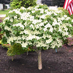 10-18" Kousa White Dogwood Tree Plant Live, Flowering Dogwood Tree for Planting Outdoors, 10 to 18 Inc Tall in Quart Pot